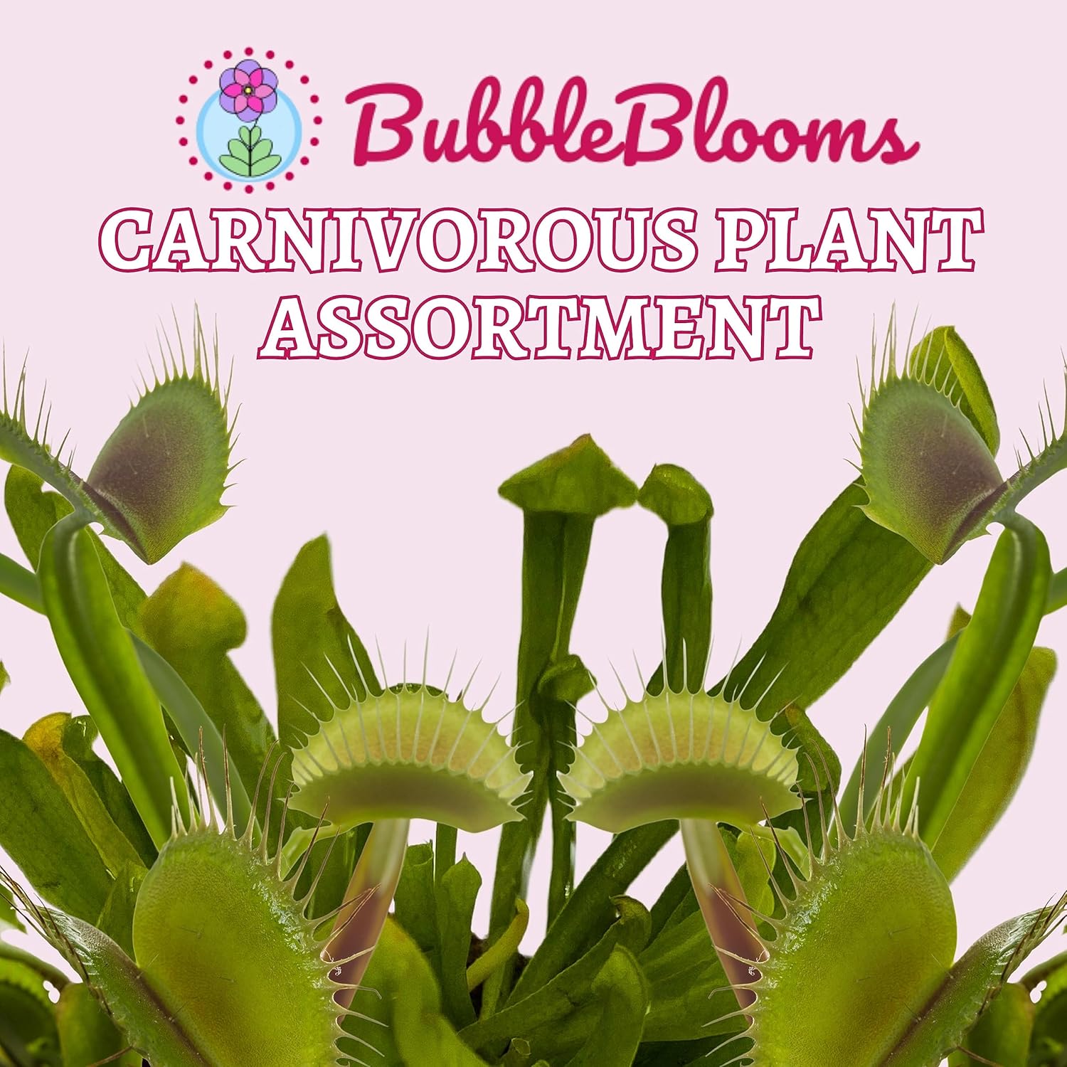 5 Live Different Carnivorous Plants in 2 inch Pots V8461