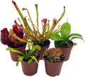 5 Live Different Carnivorous Plants in 2 inch Pots V8461