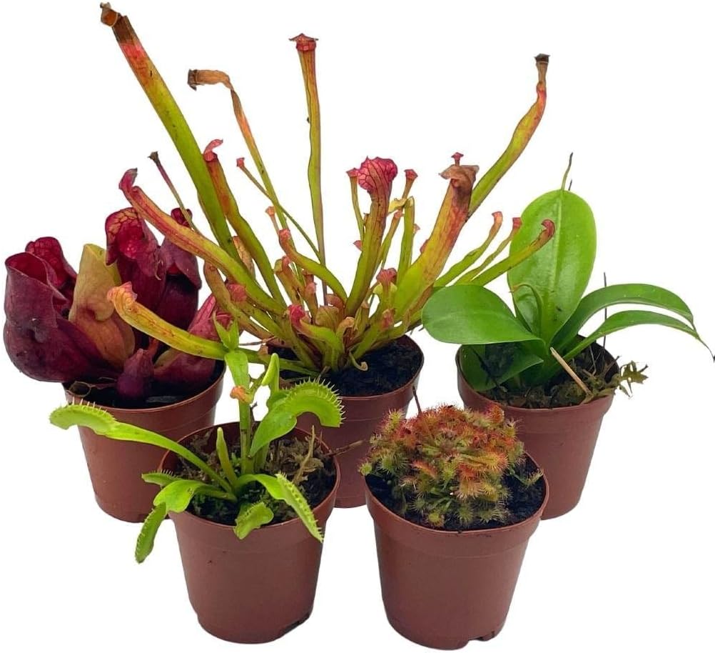 5 Live Different Carnivorous Plants in 2 inch Pots V8461