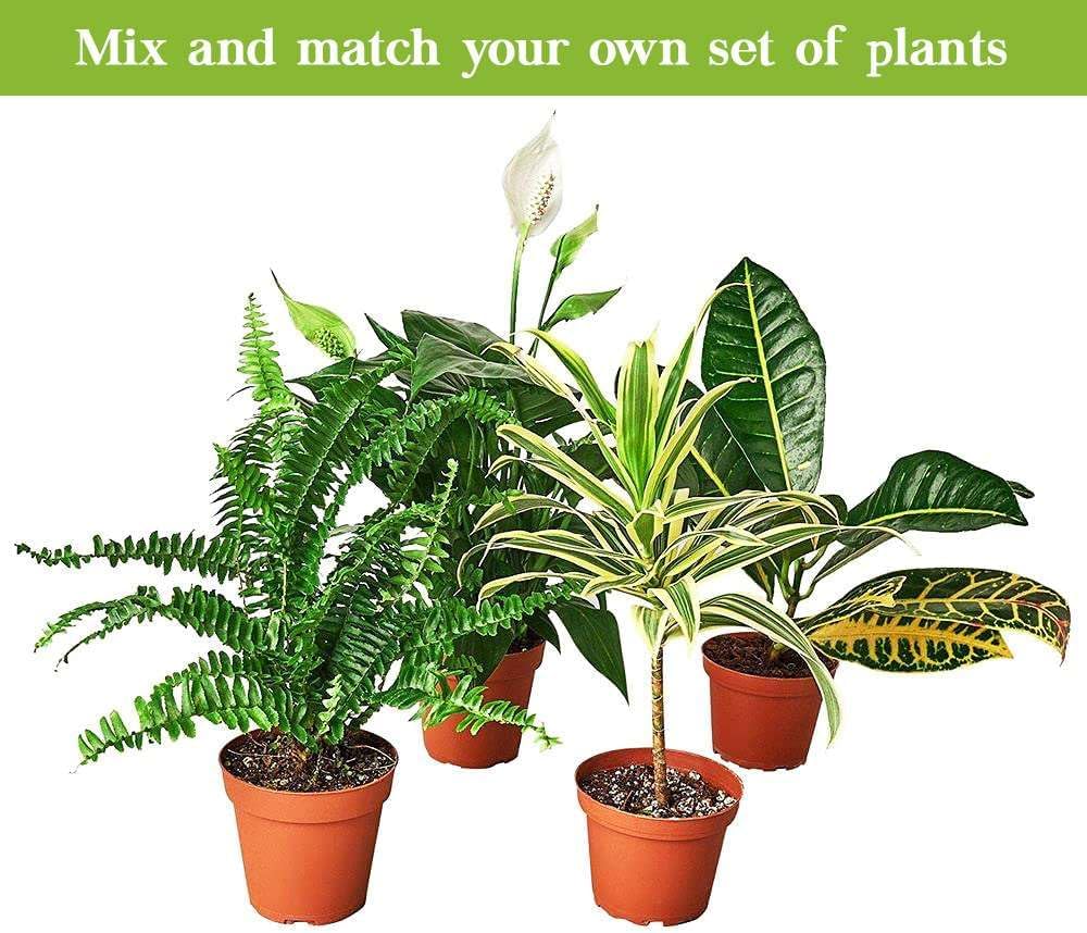 Parlor Palm Live Plant in 4'' & 6'' Pot W245