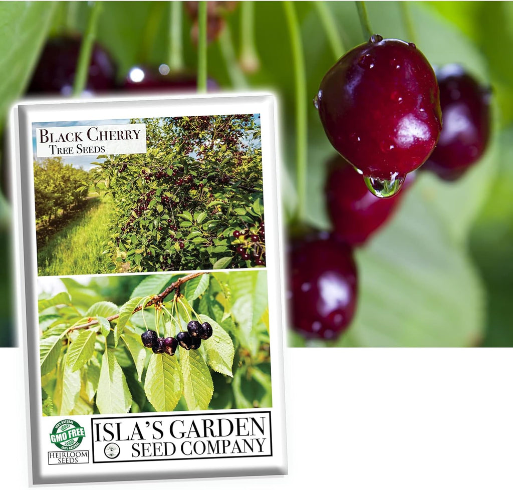 Black Cherry Fruit Tree Seeds, 25+ Seeds Per Packet, Non GMO Heirloom Seeds E17884