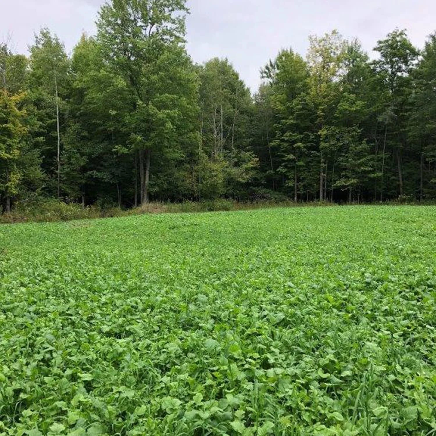Deer Food Plot G7682