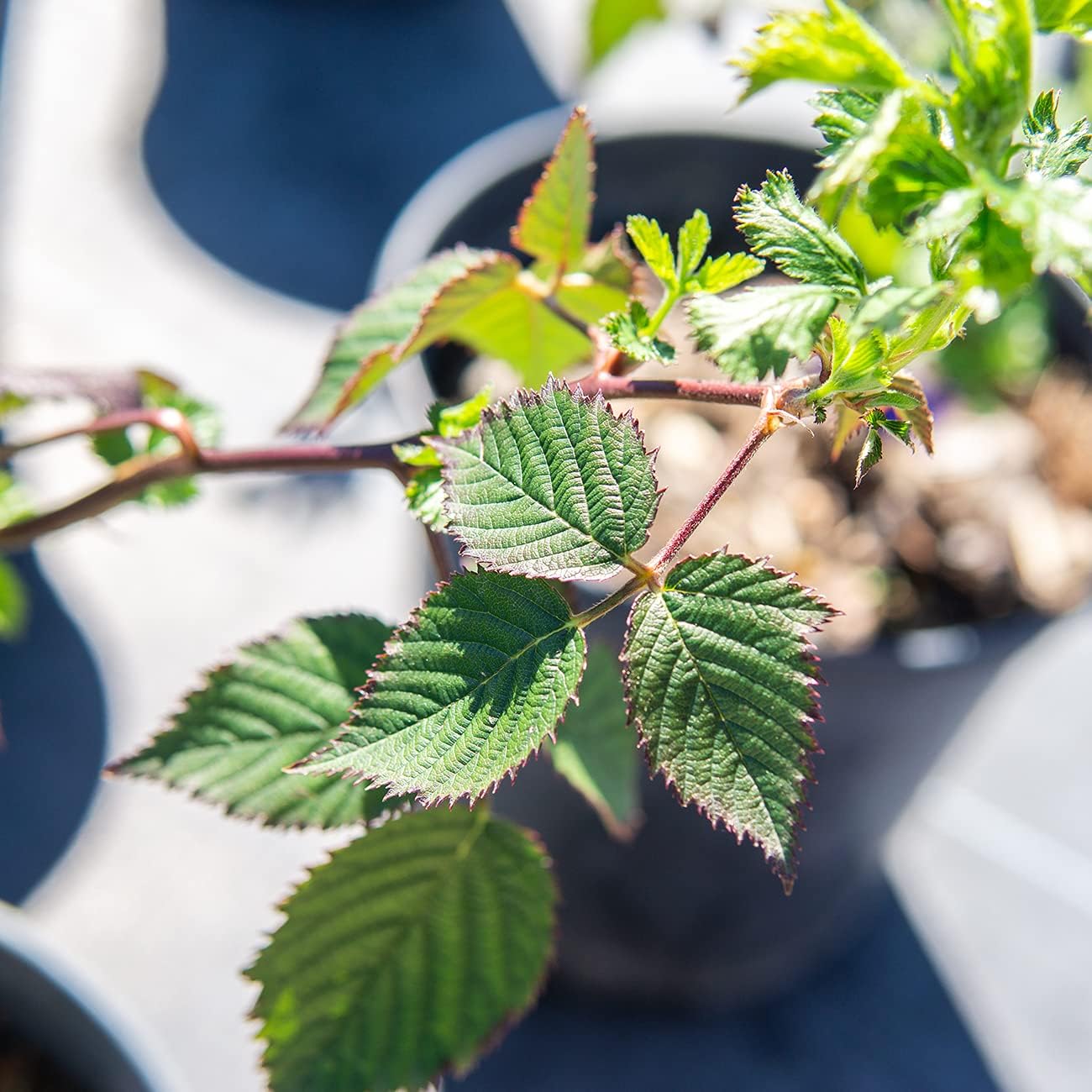 Thornless BlackBerry Bush 1 Gal. Pot C366