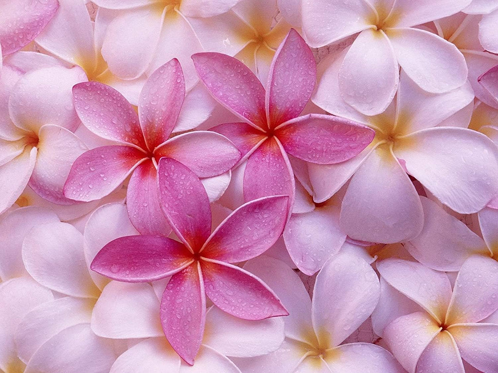 4 Live Tropical Mixed Hawaiian Plumeria Plant Cuttings 10 Inch Each P75266
