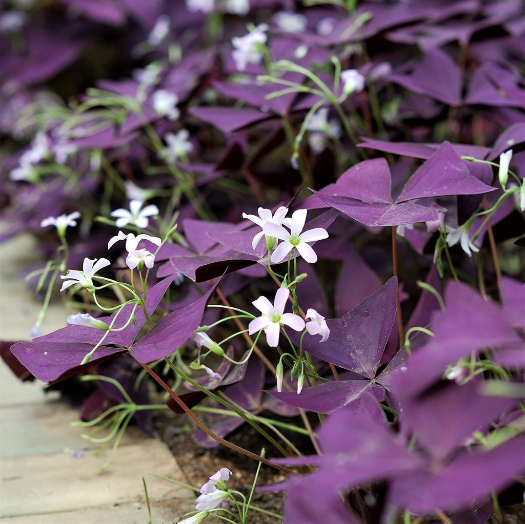 10 Bulbs Purple Shamrocks Z70856