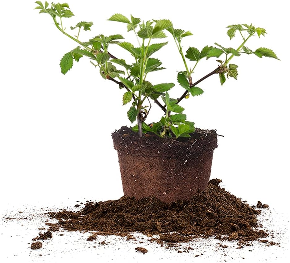 Thornless BlackBerry Bush 1 Gal. Pot C366