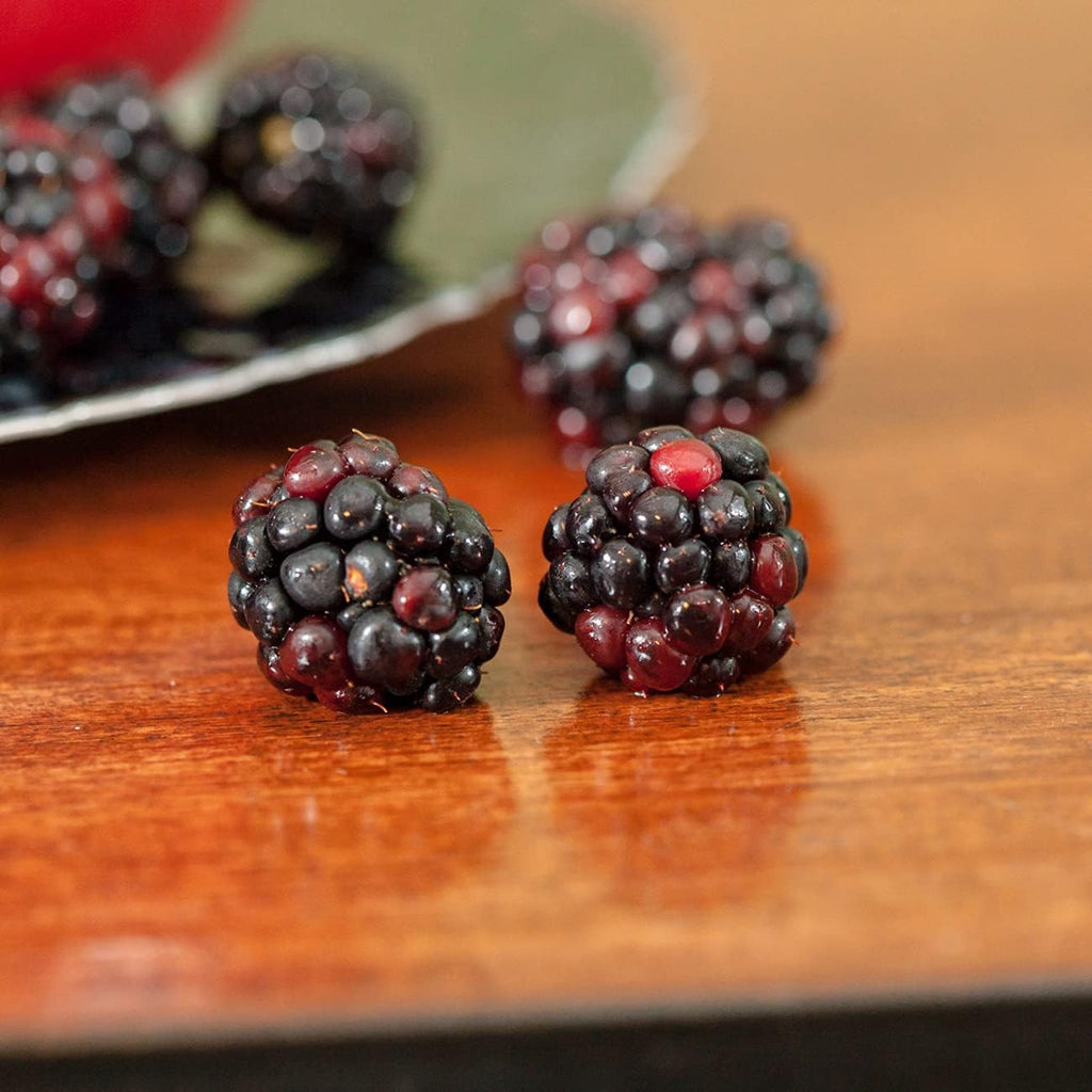 Thornless BlackBerry Bush 1 Gal. Pot C366
