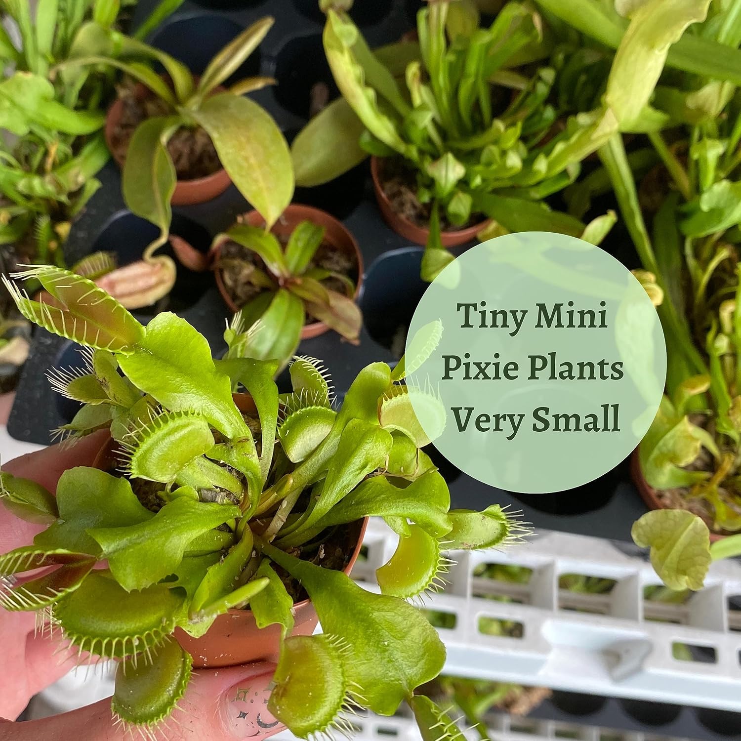 5 Live Different Carnivorous Plants in 2 inch Pots V8461
