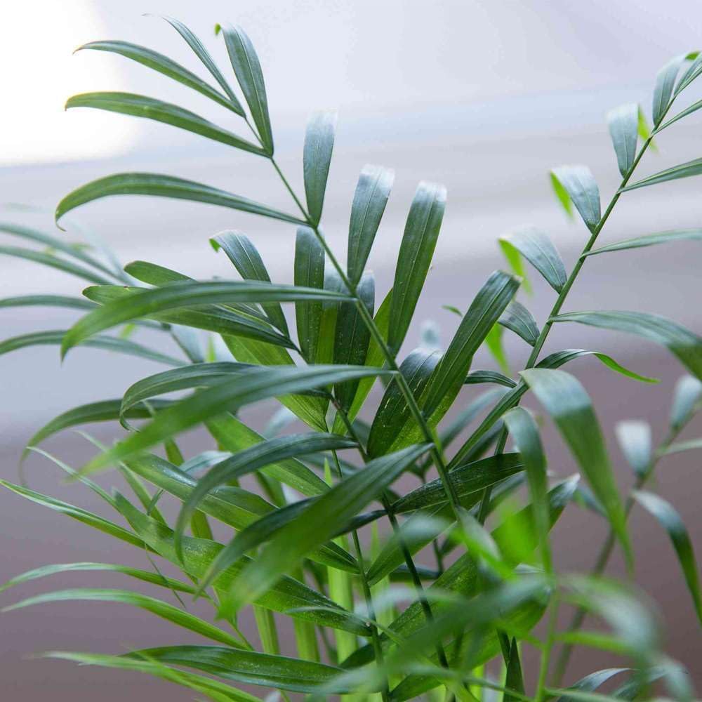 Parlor Palm Live Plant in 4'' & 6'' Pot W245