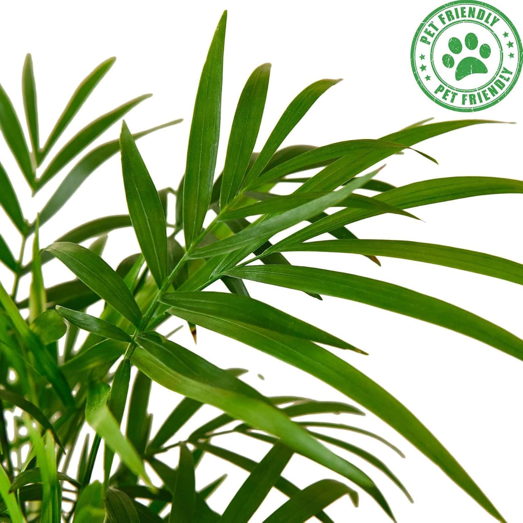 Parlor Palm Live Plant in 4'' & 6'' Pot W245