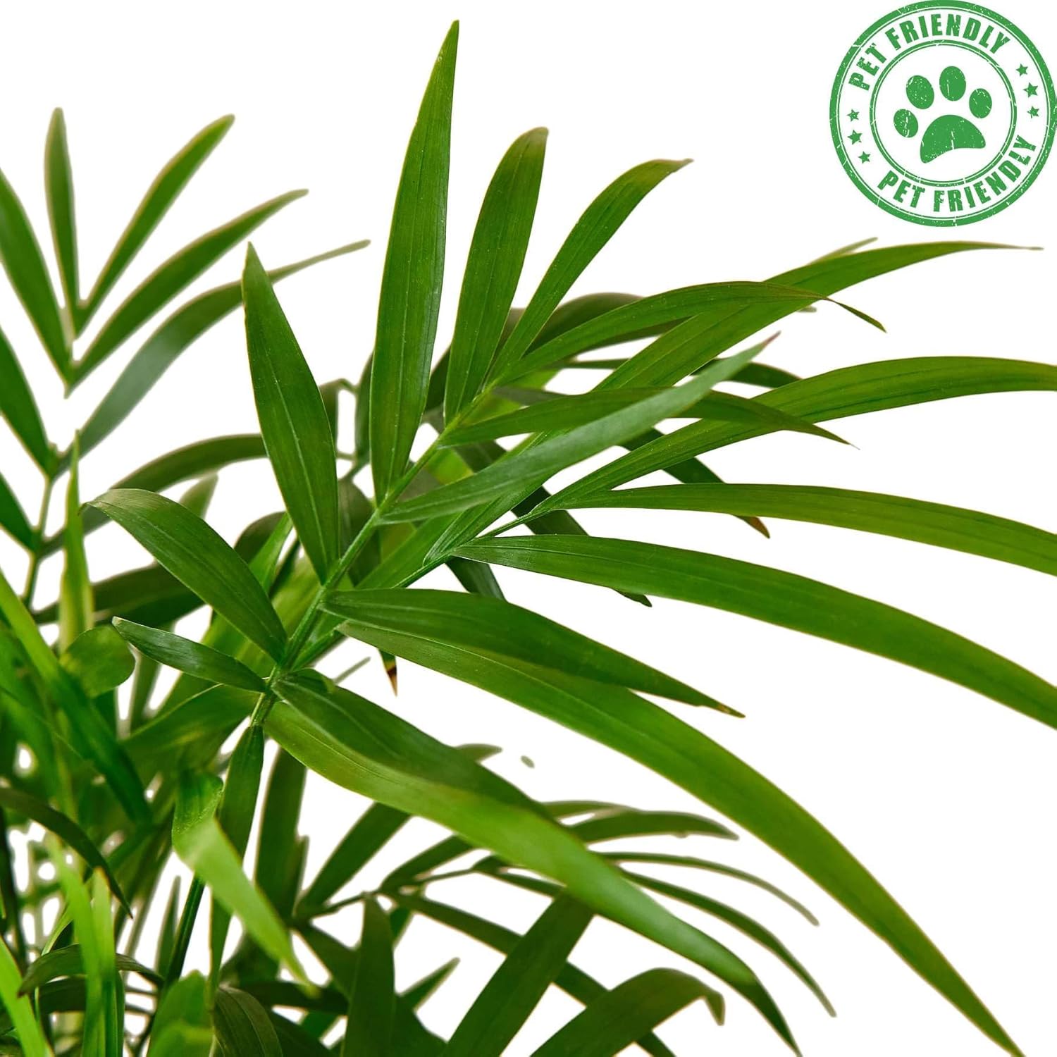 Parlor Palm Live Plant in 4'' & 6'' Pot W245