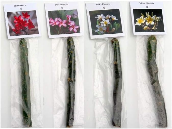 4 Live Tropical Mixed Hawaiian Plumeria Plant Cuttings 10 Inch Each P75266