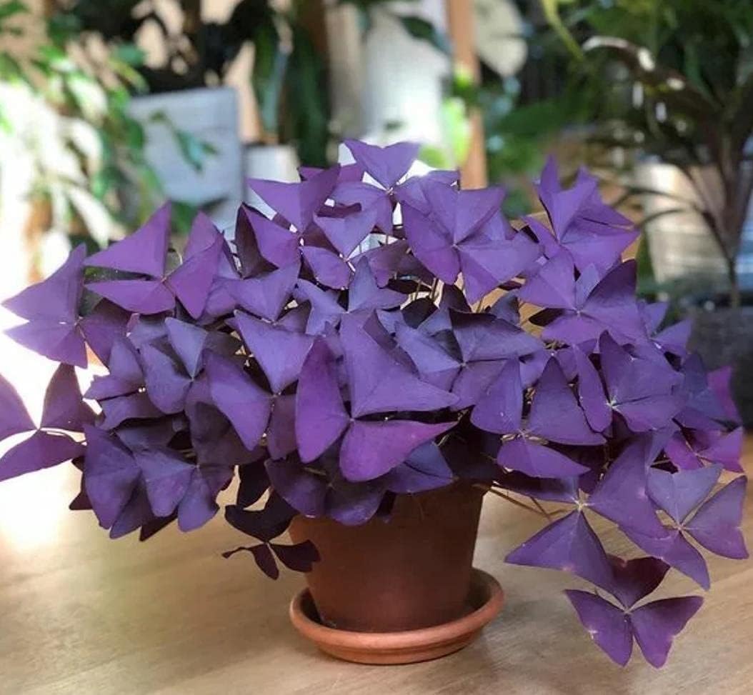 10 Bulbs Purple Shamrocks Z70856