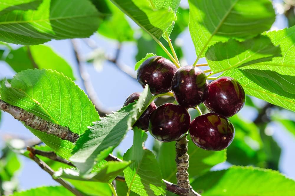Black Cherry Fruit Tree Seeds, 25+ Seeds Per Packet, Non GMO Heirloom Seeds E17884