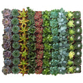 2 in. Assorted Succulent Collection of 64 M34165