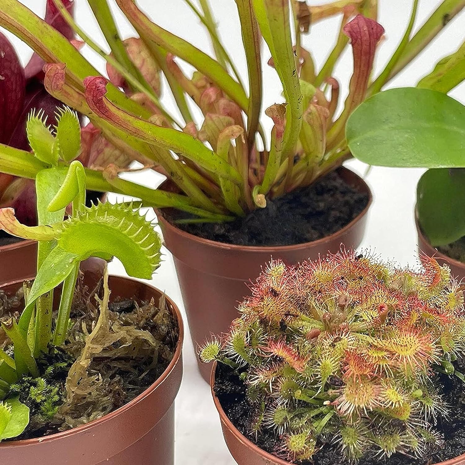 5 Live Different Carnivorous Plants in 2 inch Pots V8461