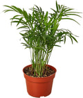 Parlor Palm Live Plant in 4'' & 6'' Pot W245