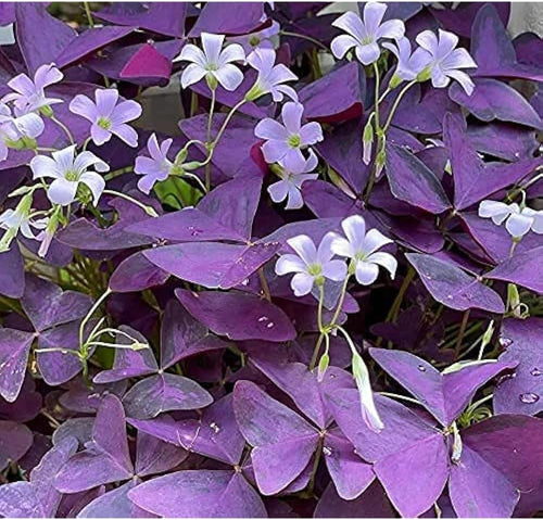 10 Bulbs Purple Shamrocks Z70856