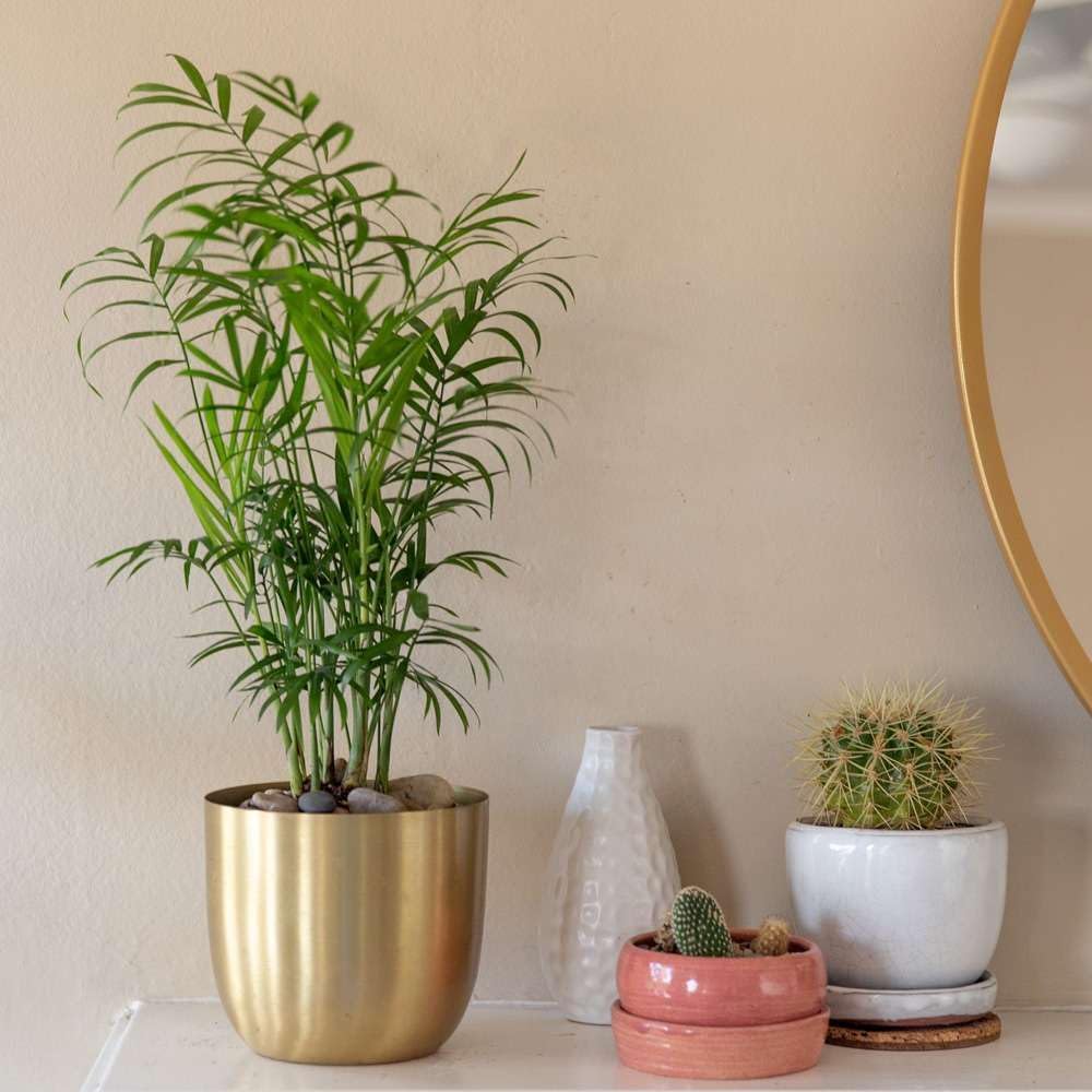 Parlor Palm Live Plant in 4'' & 6'' Pot W245