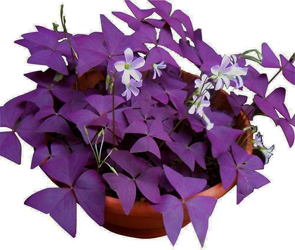 10 Bulbs Purple Shamrocks Z70856