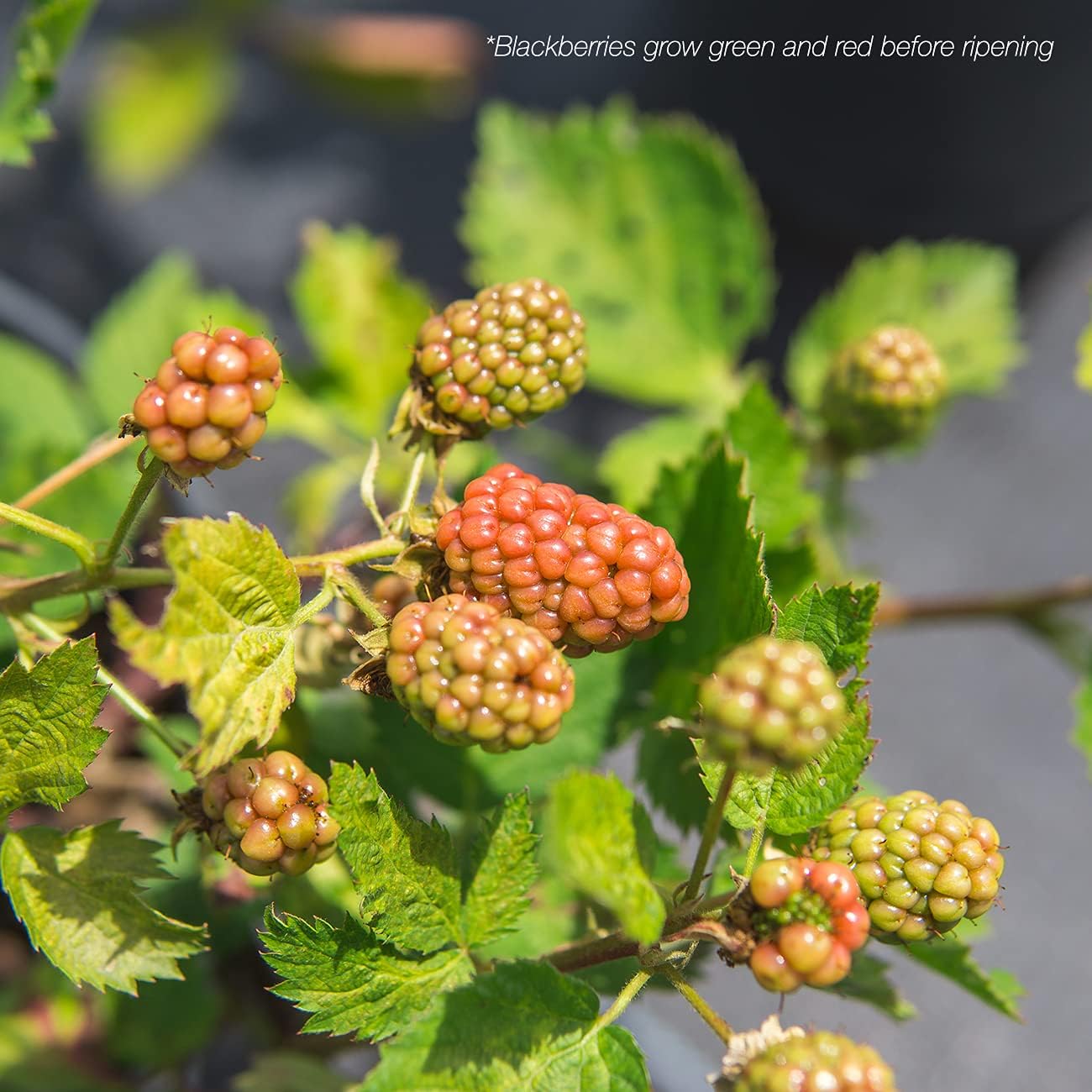 Thornless BlackBerry Bush 1 Gal. Pot C366