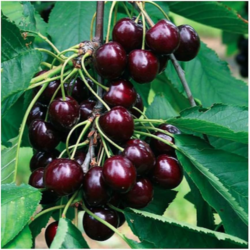 Black Cherry Fruit Tree Seeds, 25+ Seeds Per Packet, Non GMO Heirloom Seeds E17884