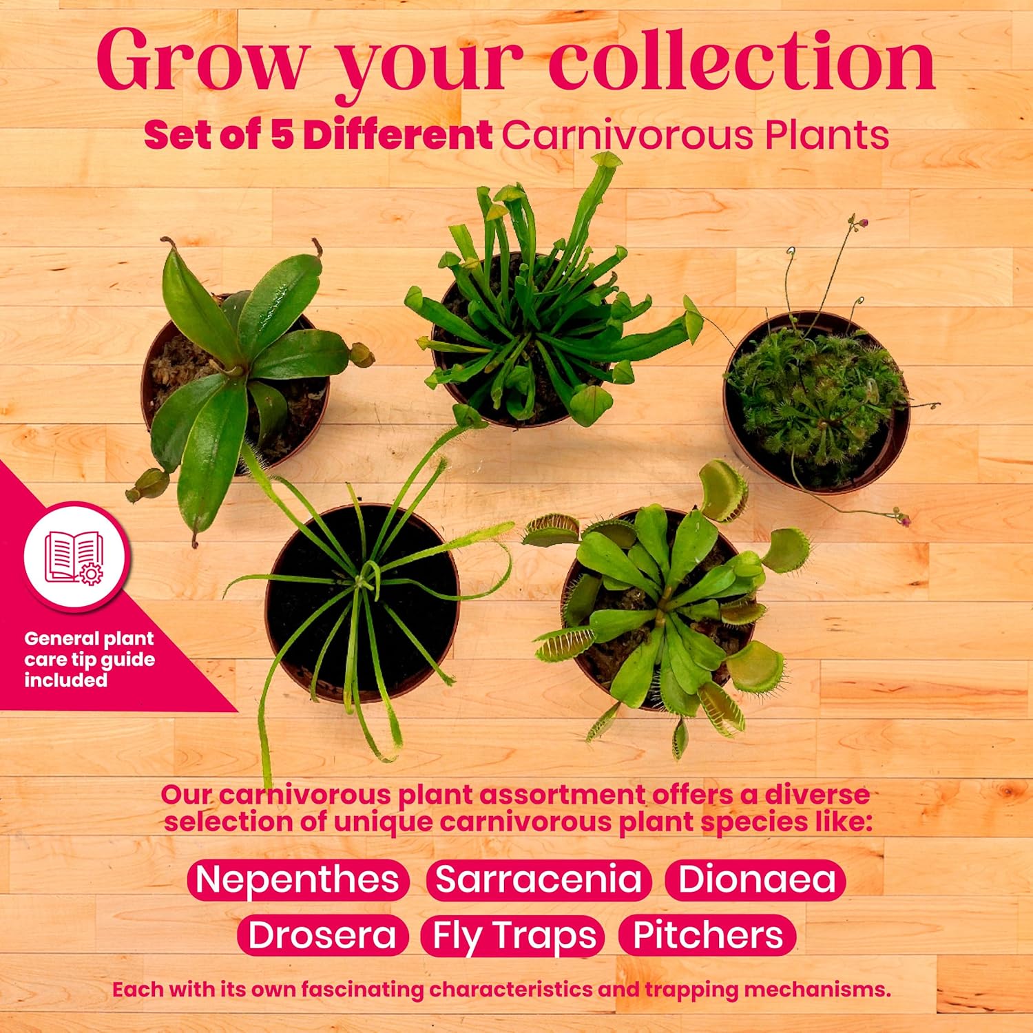 5 Live Different Carnivorous Plants in 2 inch Pots V8461