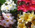 4 Live Tropical Mixed Hawaiian Plumeria Plant Cuttings 10 Inch Each P75266