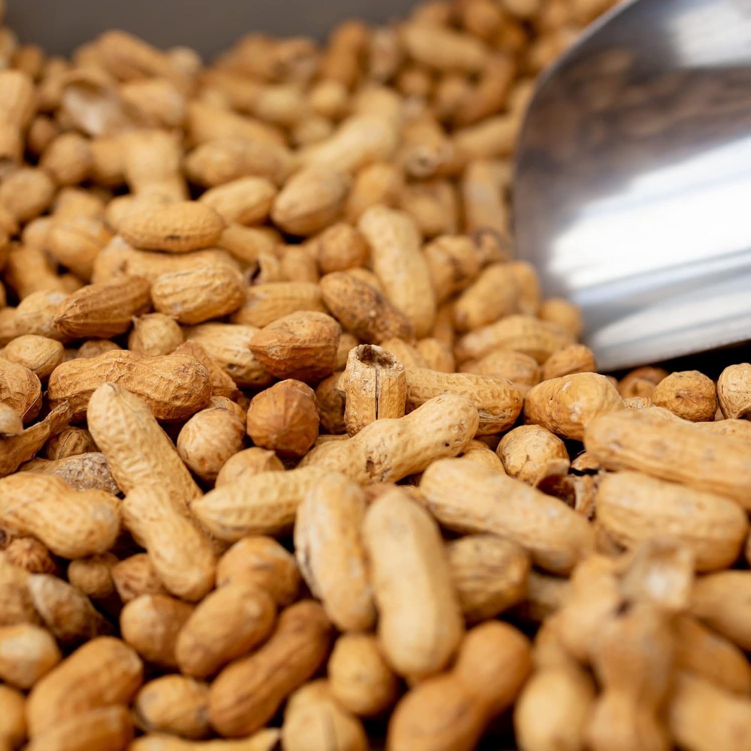 Bulk Raw Peanuts in Shell, Virginia Grown (25 lb box) E556