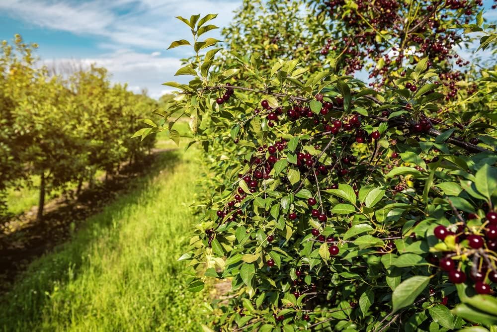 Black Cherry Fruit Tree Seeds, 25+ Seeds Per Packet, Non GMO Heirloom Seeds E17884