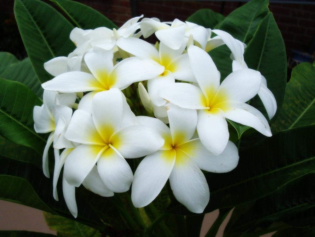 4 Live Tropical Mixed Hawaiian Plumeria Plant Cuttings 10 Inch Each P75266