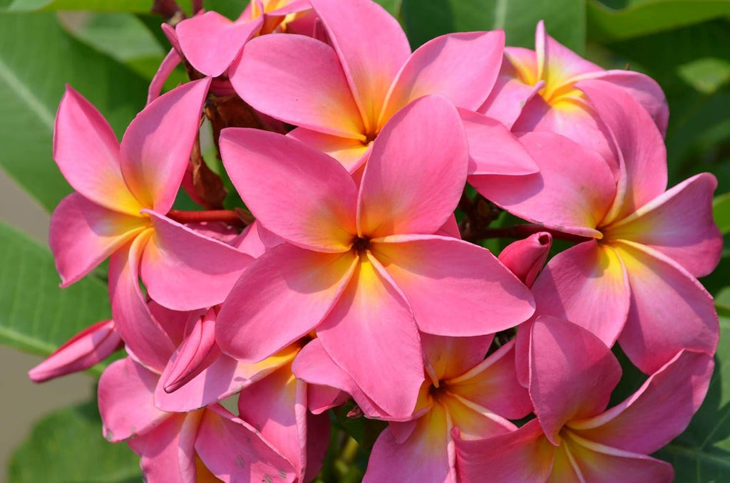 4 Live Tropical Mixed Hawaiian Plumeria Plant Cuttings 10 Inch Each P75266