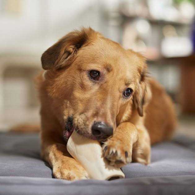 Peanut Butter Flavored Filled Bone Dog Treats K53604