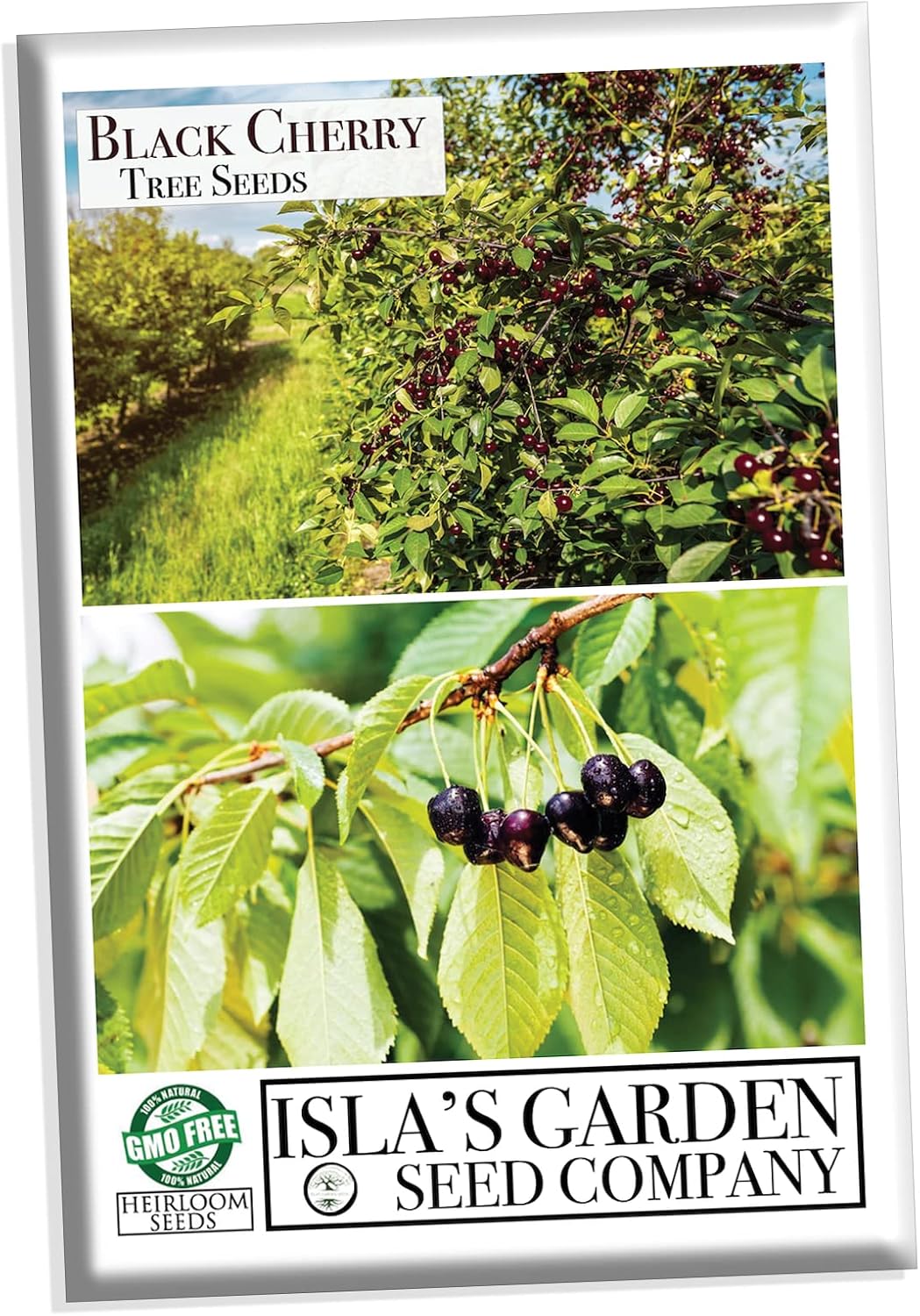 Black Cherry Fruit Tree Seeds, 25+ Seeds Per Packet, Non GMO Heirloom Seeds E17884