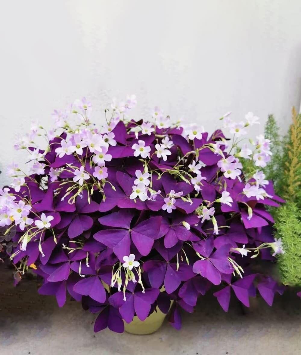 10 Bulbs Purple Shamrocks Z70856