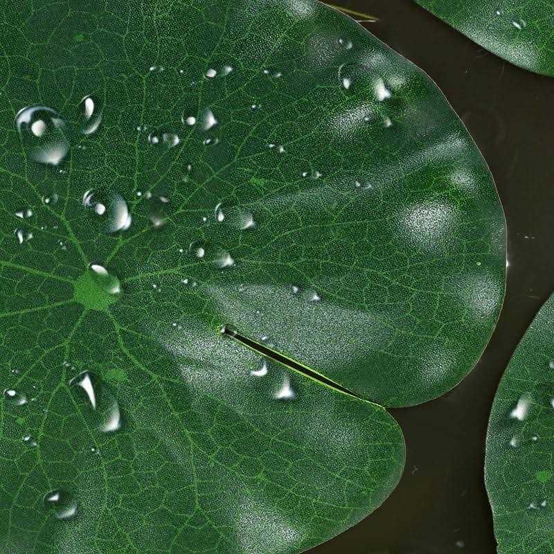 Realistic Artificial Lotus Leaves Lily Pads Floating Foam Water Lily Pads S64958