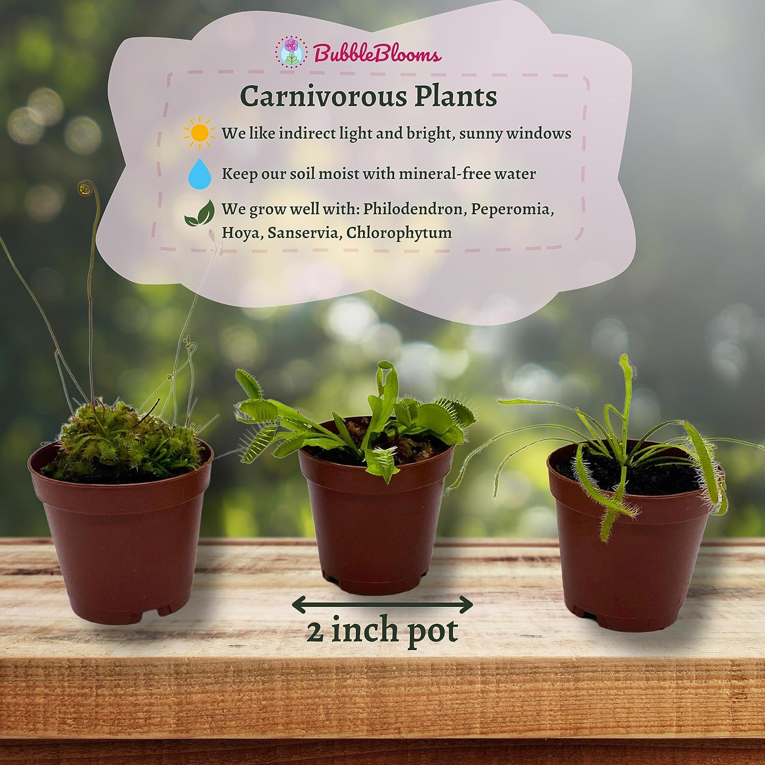 5 Live Different Carnivorous Plants in 2 inch Pots V8461
