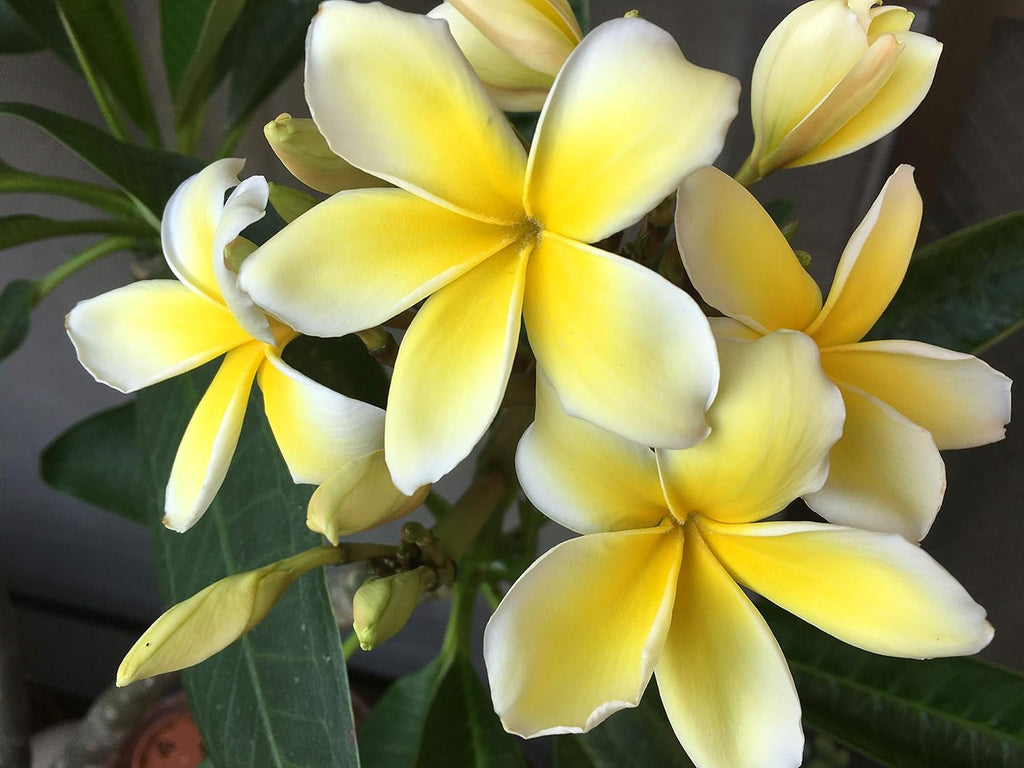 4 Live Tropical Mixed Hawaiian Plumeria Plant Cuttings 10 Inch Each P75266