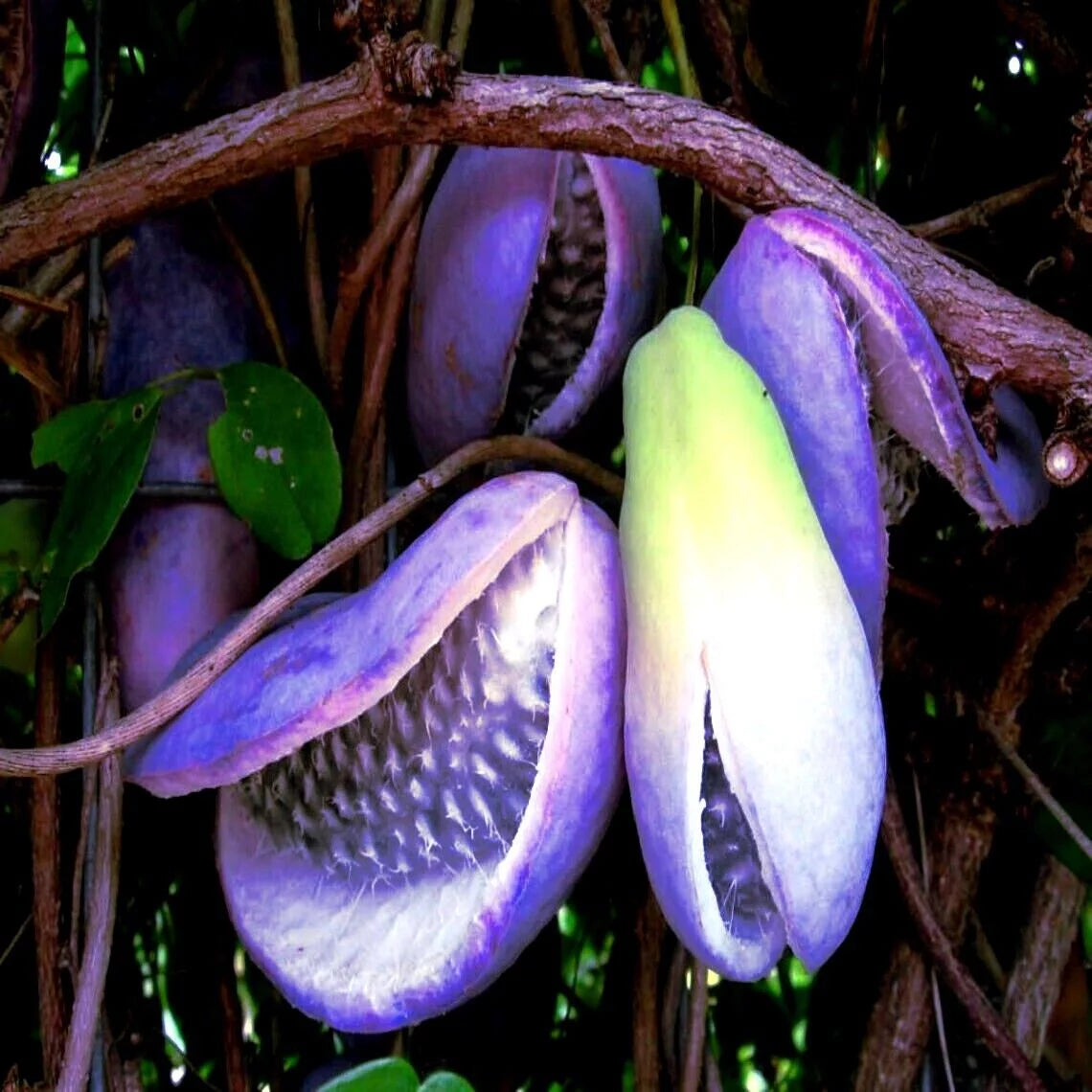 40 Seeds Chocolate Vine Seeds S4629
