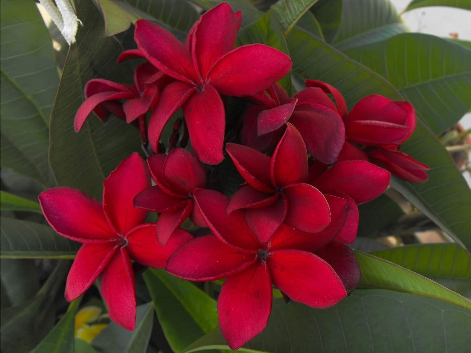 4 Live Tropical Mixed Hawaiian Plumeria Plant Cuttings 10 Inch Each P75266