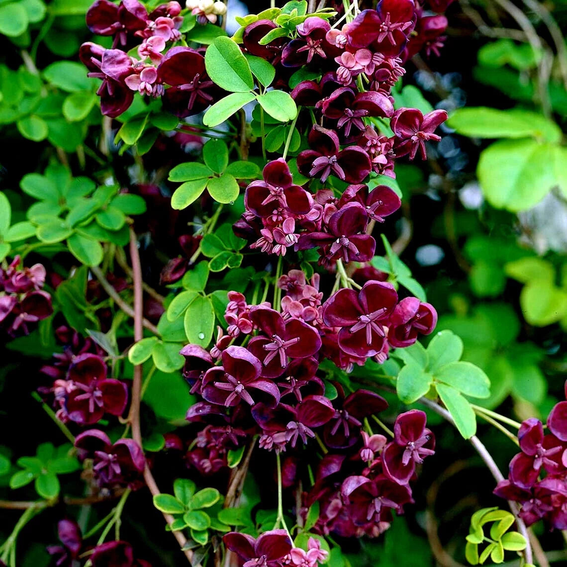 40 Seeds Chocolate Vine Seeds S4629